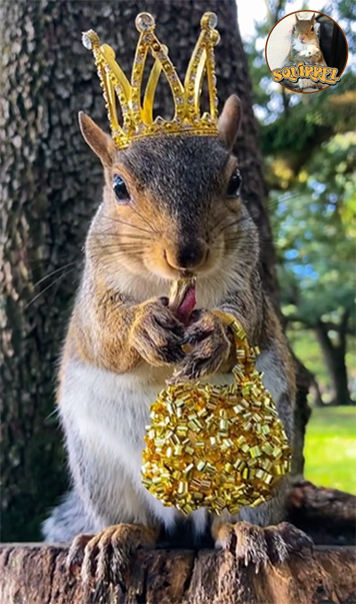 Squirrel_TOKEN_'s tweet photo. Meet Jill, the fashionista squirrel taking over the BNB Chain!
#JillTheSquirrel #BNBChain #SquirrelStyle https://t.co/qHmQSuEXck