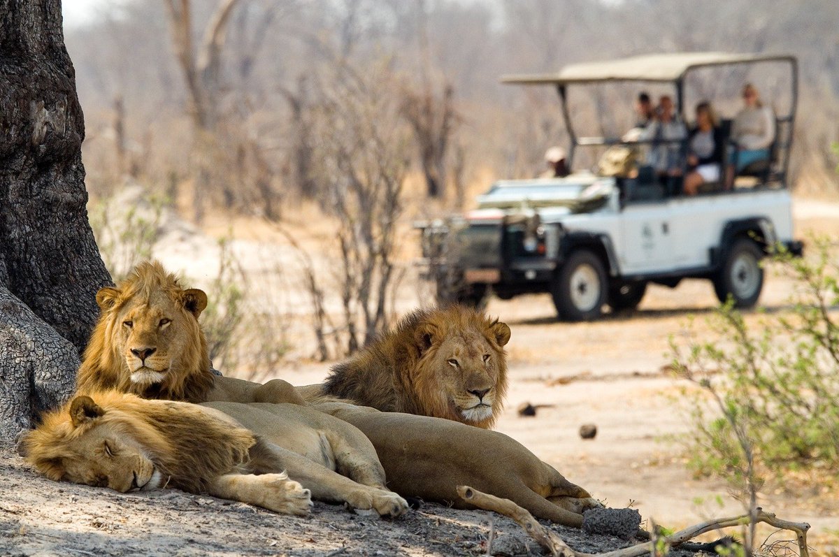 VisitZim_ZA's tweet photo. Just the thought of a holiday and experiences like these, can make Mondays fun and VERY productive #visitzimbabwe #wildlife #holidayseason https://t.co/vNbVlR4U8e