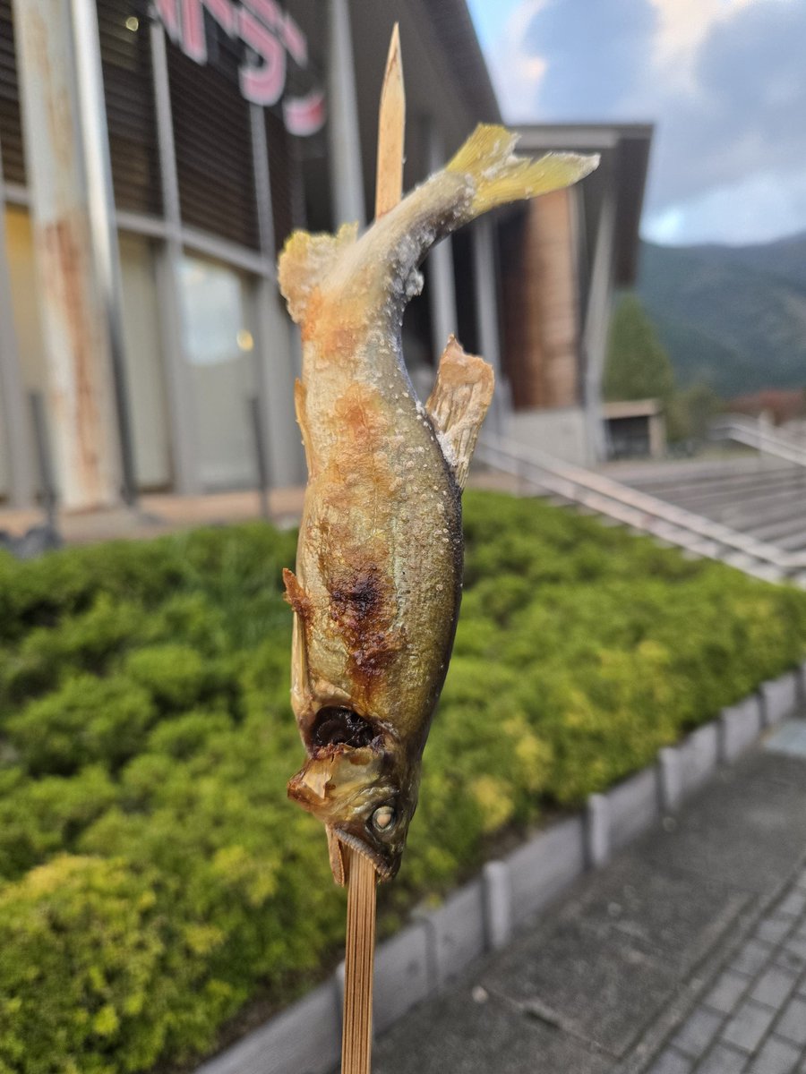 avabei's tweet image. ぼっちドライブ
鮎の塩焼きうまそうで買ってしまった🐟