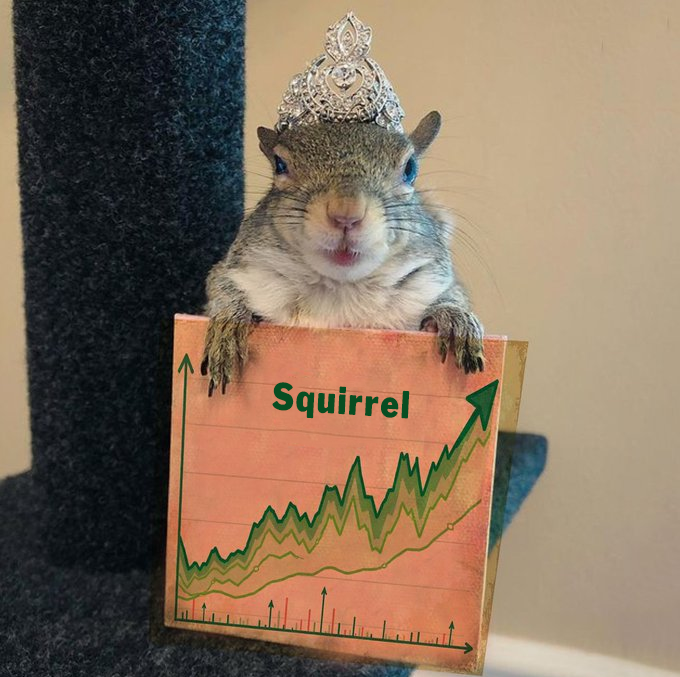 Squirrel_TOKEN_'s tweet photo. Jill’s Morning Routine:  Coffee, crypto charts, and some quality time with her fans. https://t.co/YNpVUgzavX