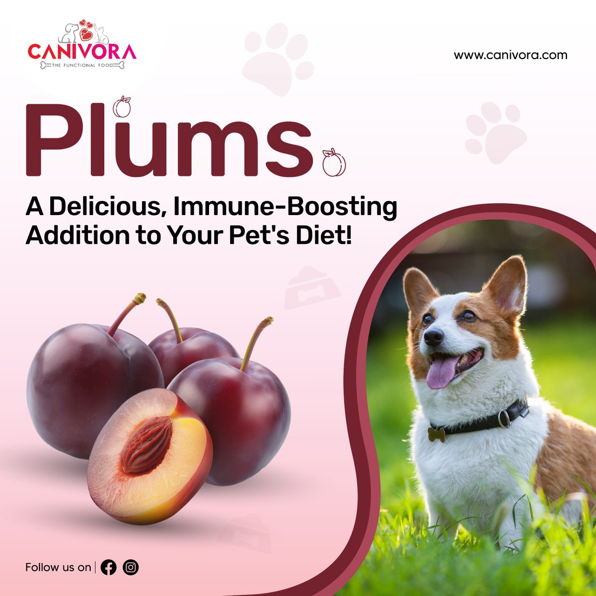 canivora's tweet photo. Give your dog a tasty, immune-boosting treat with plums! Rich in fiber, vitamins A &amp; C, and potassium, plums support digestion, bone, and heart health—just remove the pit!

#pethealth #dogtreats #plumbenefits #antioxidants #dognutrition #petwellness #hearthealth #petsafety https://t.co/GHP6Dyuiio