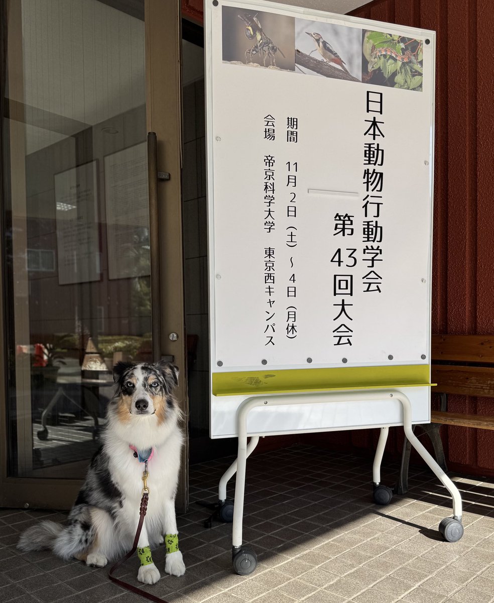 MTR_AM_KGR's tweet photo. 学会をさんぽしていた犬です https://t.co/Ib5L1Bae24