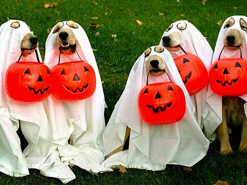 OLMLaySolitary's tweet image. obvs,4 legal reasons,cant give ++detail about all diff aspects of post Cong abuse I,(&amp;amp; others),experienced from abuser nun dog whistling 2 other personality driven corrupted Church minorities but CAN tell u it's literally insane,real crazy,loopy,bonkers stuff🤪🤣 
#SoEmbarrasing