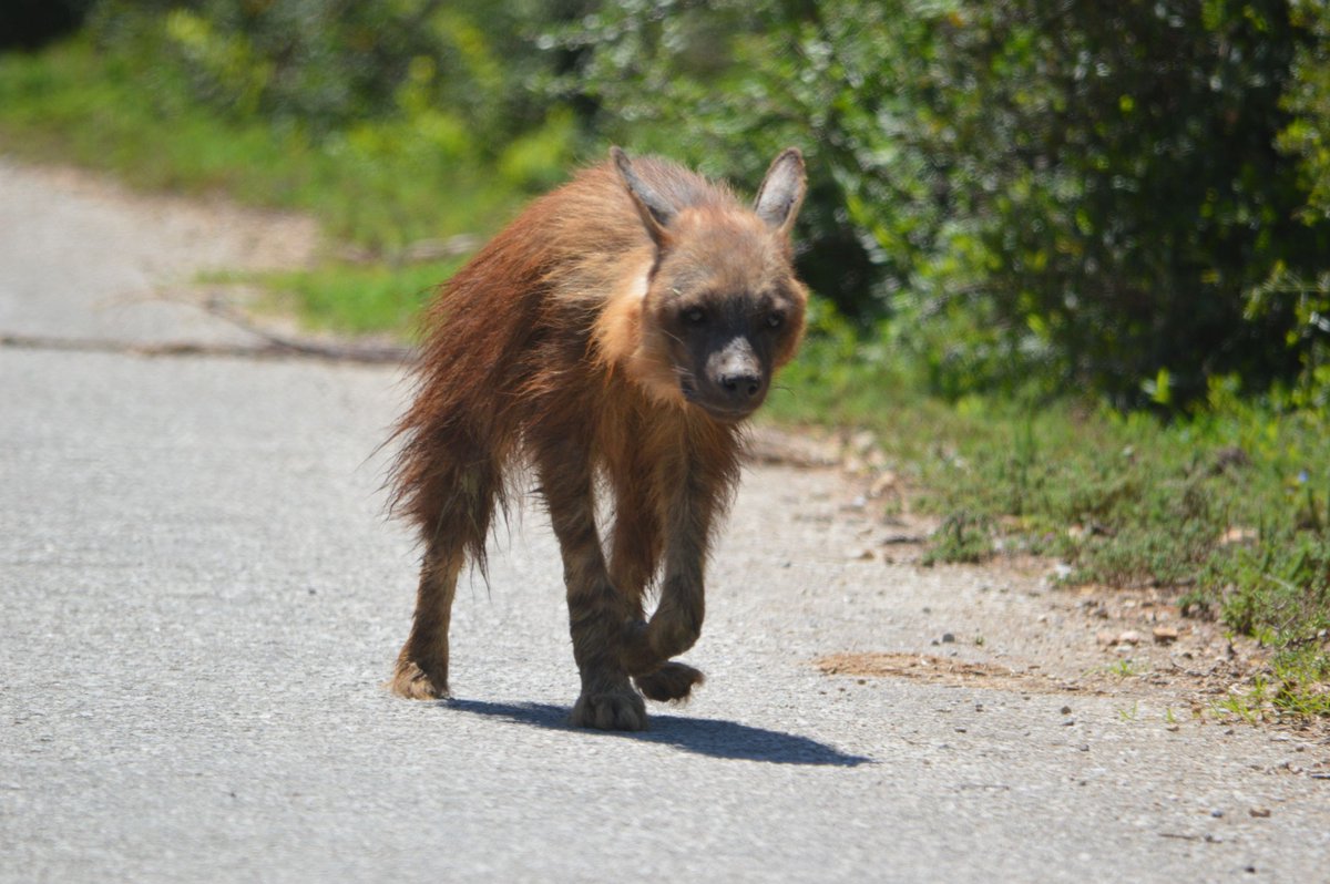 A brown hyena seen on the main road towards Hapoor Dam.  📷Christo Boshoff #AddoElephantNationalPark #LiveYourWild #WildBackyard <a href="/SANParks/">SANParks</a>