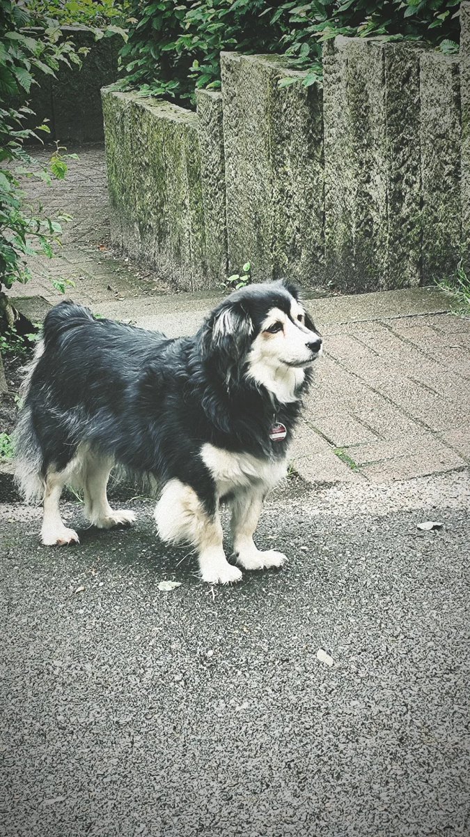 onlydognacho's tweet photo. Good morning my friends 😚

#dog #doggo #doge #hund #kokoni #morning #outdoor #mixed https://t.co/ond4zy0fwh