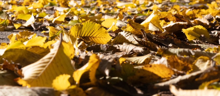 Tervetuloa kuulemaan Kansalliskirjaston ajankohtaisista asioista! 🍂 Missä mennään -webinaarissa 12.11. mm. E-kirjaston kuulumisia sekä tietoa Saamelaiskielten tuki digitaalisissa palveluissa -hankkeesta.

👉 Ohjelma ja ilmoittautumisohjeet: kiwi.fi/x/LYBcFg