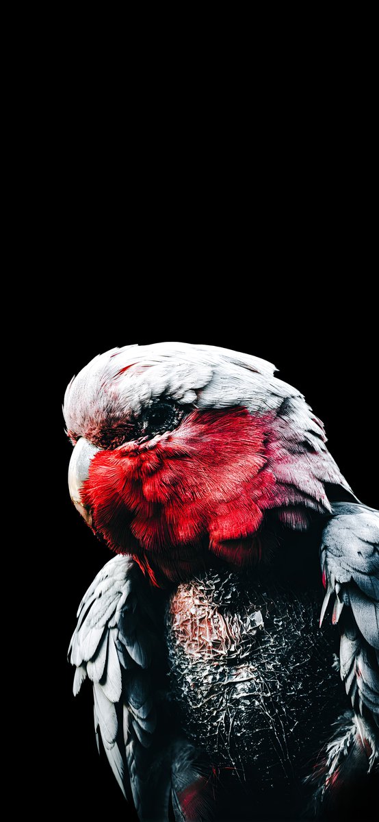 WallpaperFancy's tweet photo. https://t.co/vhy0xOpTJY