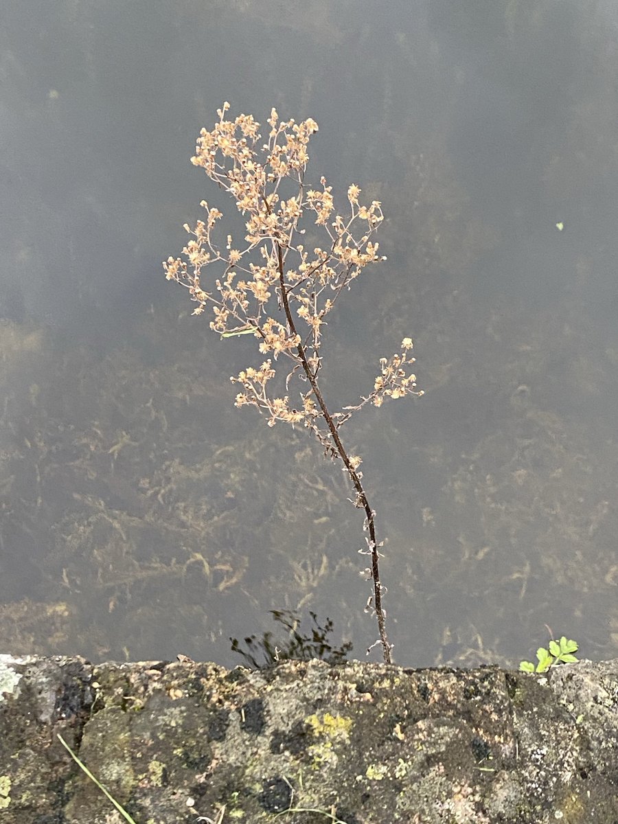 Linda FitzGerald tweet media