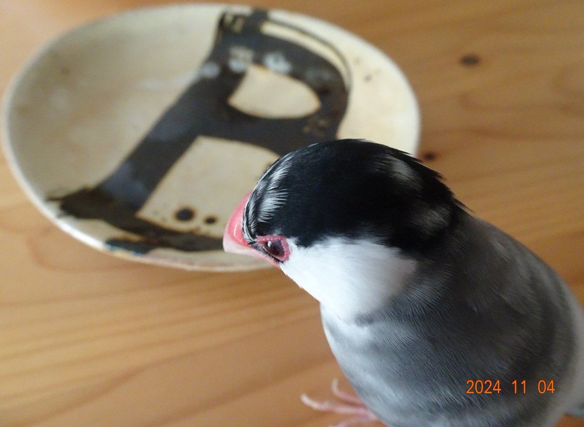 sakurabunchooo's tweet photo. 来た来た…文太チェック🤭
文太のBだよ🤎良いでしょ🤎
飼主良い買い物したんじゃ(•ө•)ウム
#益子陶器市
#wakastudio https://t.co/fxh6XFNRx0