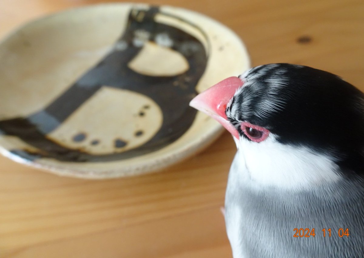 sakurabunchooo's tweet photo. 来た来た…文太チェック🤭
文太のBだよ🤎良いでしょ🤎
飼主良い買い物したんじゃ(•ө•)ウム
#益子陶器市
#wakastudio https://t.co/fxh6XFNRx0