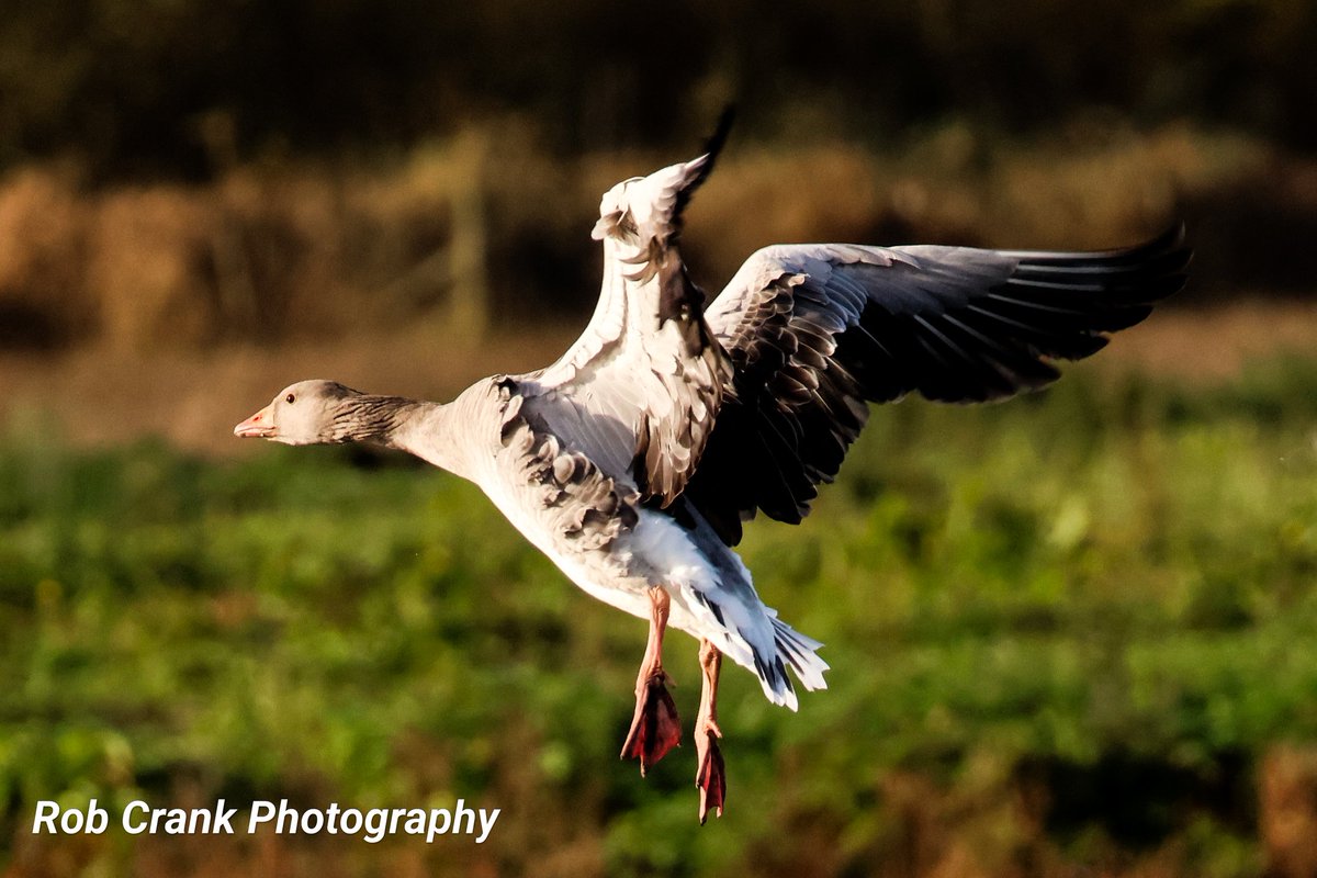 cranky1456's tweet image. It&apos;s that time of the week again where all the Ducks &amp;amp; Geese come out to play, that can only mean it&apos;s #MallardMonday. So here&apos;s a few of the ducks and a goose from @WWTMartinMere.

#TeamMM #TwitterNaturePhotography #TwitterNatureCommunity #NaturePhotography #NatureTherapy #Ducks