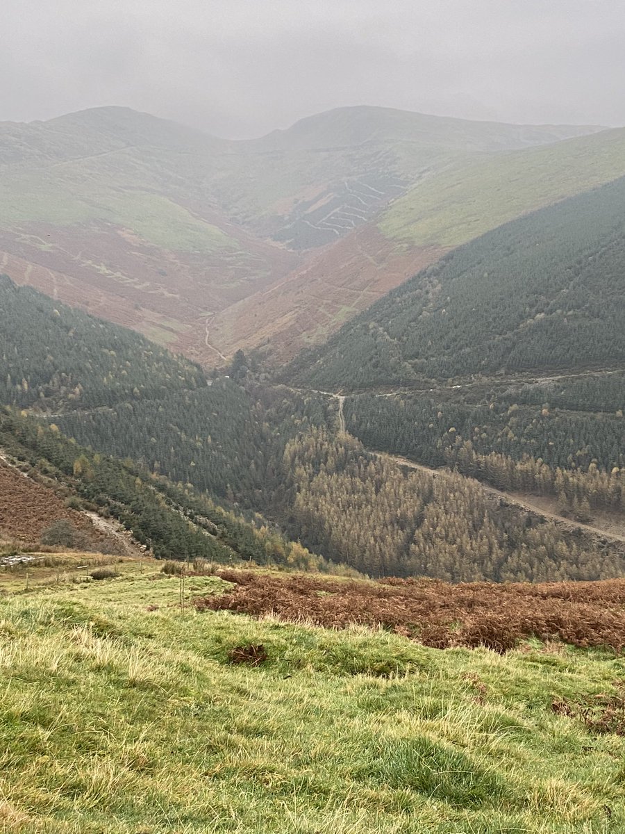 grj243's tweet image. #Boreda #GoodMorning It’s not cold but a touch cooler. Busy week ahead! Think they might just fly a bit today 🤞🏻 #Pennal  #MidWales #pheasants #Partridges #Highbirdshoot