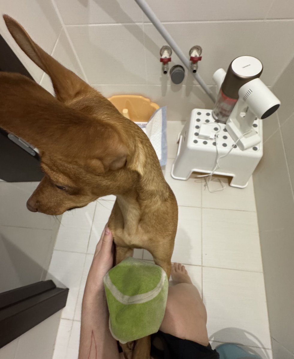 Не было печали — купила баба порося