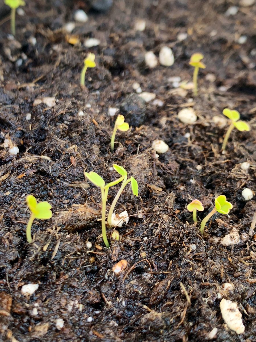 Lady Muck tweet media