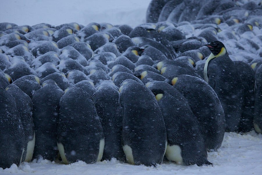 An0nAltair's tweet photo. @BarelyBook When there's a blizzard, 🐧 position their babies in the center, with the bigger ones on the outside

The mothers feed their children while thawing their stomachs🩸
Humans are 🦧 too, right?

Individual action is impossible
we'll die
The cult knows

Animals live until the end https://t.co/hgloNYcVkC