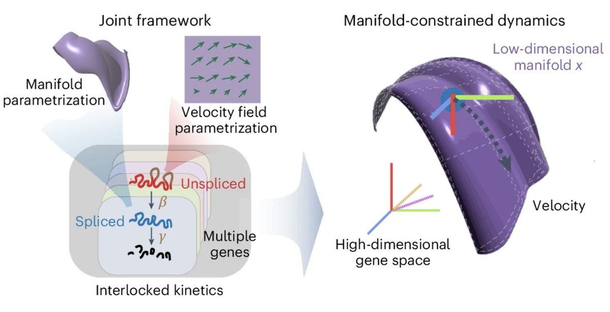 2 new papers from the labs of  <a href="/Brainmind_EPFL/">EPFL Brain Mind Institute</a> professors <a href="/GioeleLaManno/">Gioele La Manno</a> &amp; <a href="/EpiGN_Lab/">Fides Zenk</a> 👇

Lederer AR...Naef F, La Manno G. Statistical inference with a manifold-constrained RNA velocity model uncovers cell cycle speed modulations. Nature Methods 2024 nature.com/articles/s4159…