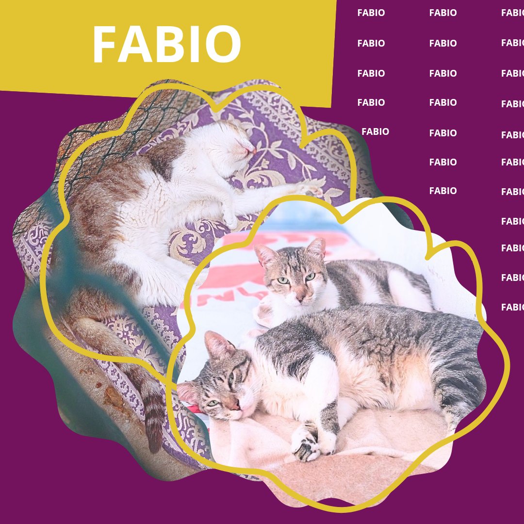 FABIO (2015) NECESITA ACOGIDA URGENTE ha pasado por mucho, proviene de una colonia donde aparecio herido. Es positivo en inmunodeficiencia felina y se le ha detectado una masa en la laringe🐾💕 

adopciones@defensafelina.org
apadrina@defensafelina.org

teaming.net/asociaciondefe…