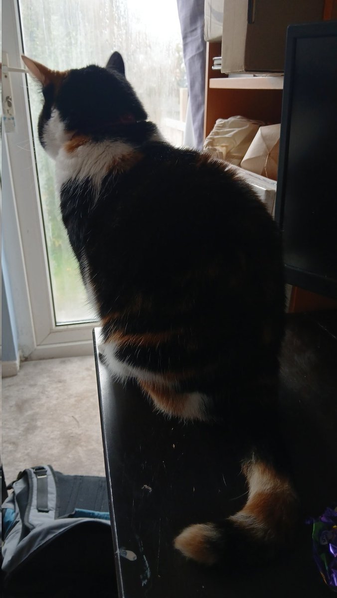 Charly (@blindseyeview) on Twitter photo I have an assistant 
Picture a calico cat sat on the corner of a desk I have an assistant 
Picture a calico cat sat on the corner of a desk