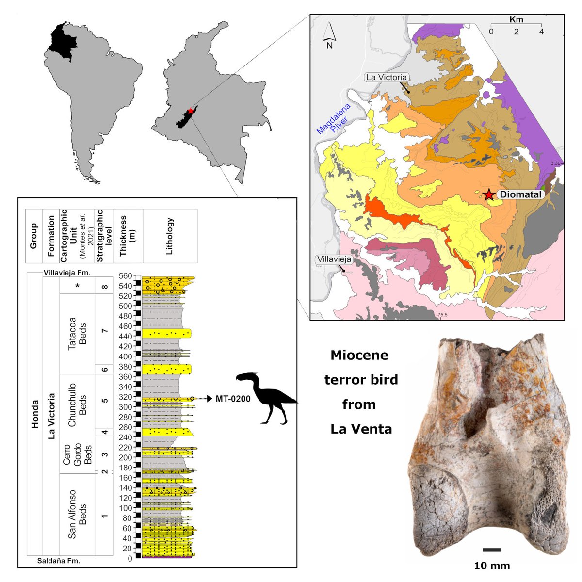 A gigantic new terror bird (Phorusrhacidae) from Middle Miocene tropical environments of La Venta in  northern South America onlinelibrary.wiley.com/doi/10.1002/sp… <a href="/HopkinsMedNews/">Hopkins Med News</a> <a href="/wileyearthspace/">Wiley Earth and Space Science</a>  #PapersinPalaeontology