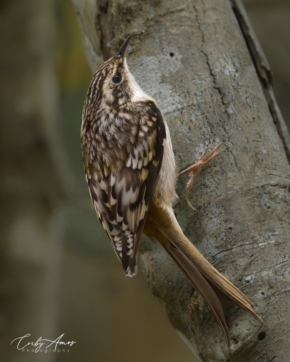 corbyamosphoto1's tweet image. Brown Creeper. It is always a good day when I get a decent pic of a Brown Creeper. Not an easy get.