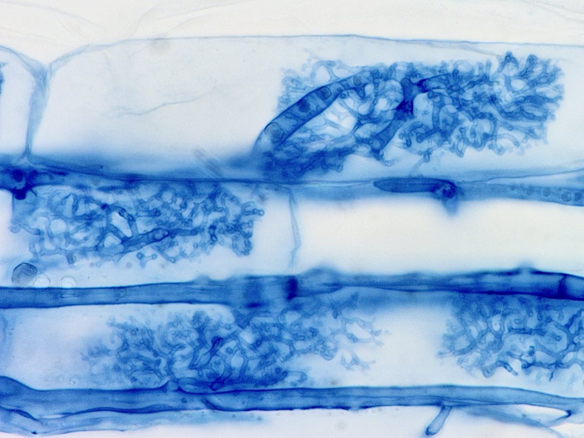 アーバスキュラー菌根菌の樹枝状体に想いを馳せながら今日は早く寝よう