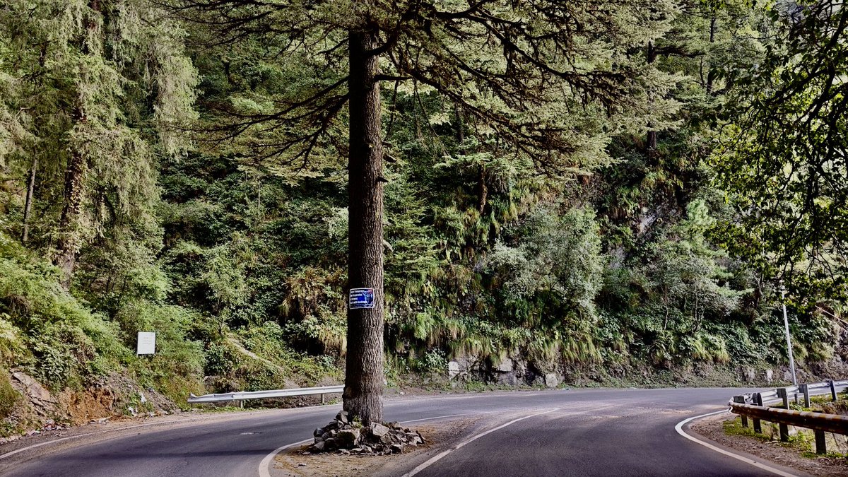 vata_foundation's tweet image. You know what to do when you know the value of a tree.. this beautiful pine was left untouched in the middle of the road in HP. This tree could help keep the road from getting washed away.. Any guesses on the location? 

#TheBigTreeQuest
#SaveFullyGrownTrees 
#HimachalPradesh
