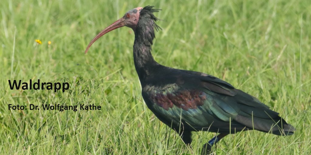 Schon zu Beginn des 17. Jahrhunderts starb der #Waldrapp in Europa aus, als Hauptursache gilt die Wilderei. Doch ein internationales Artenschutz-Team bereitet ein Comeback vor. 

Mehr zu unserer Art des Monats ➡️ rote-liste-zentrum.de/de/Comeback-fu…