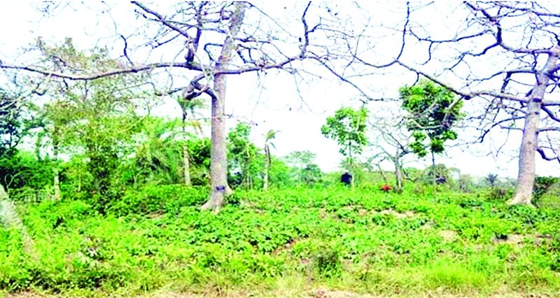 নড়াইলের ইতিহাস পাতালভেদী রাজার বাড়ি