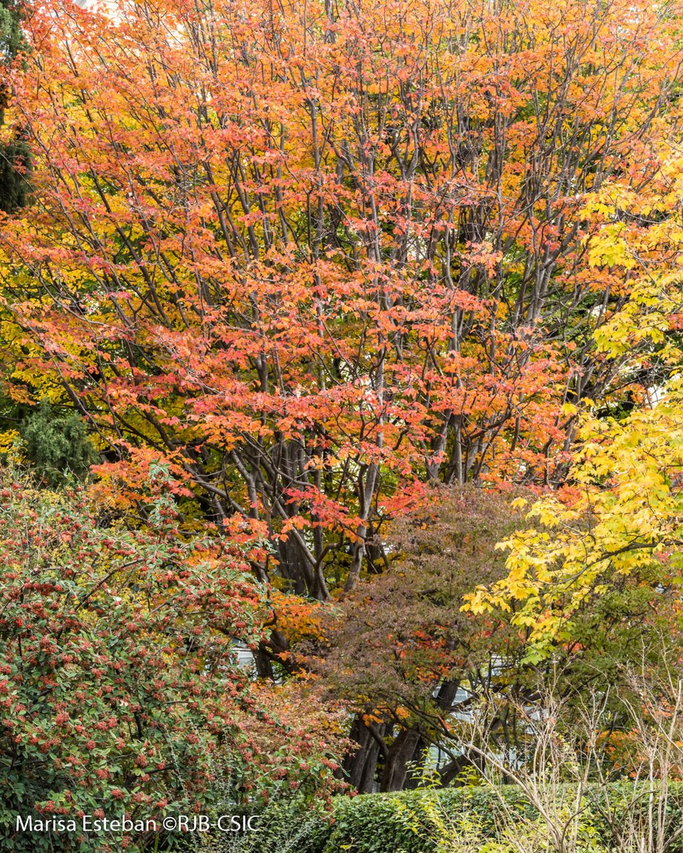¡Al rojo vivo! Frutos (Cotoneaster lacteus) y hojas (Parrotia persica, árbol de hierro) lucen con descaro sus estentóreos pigmentos.
#OtoñoRJB