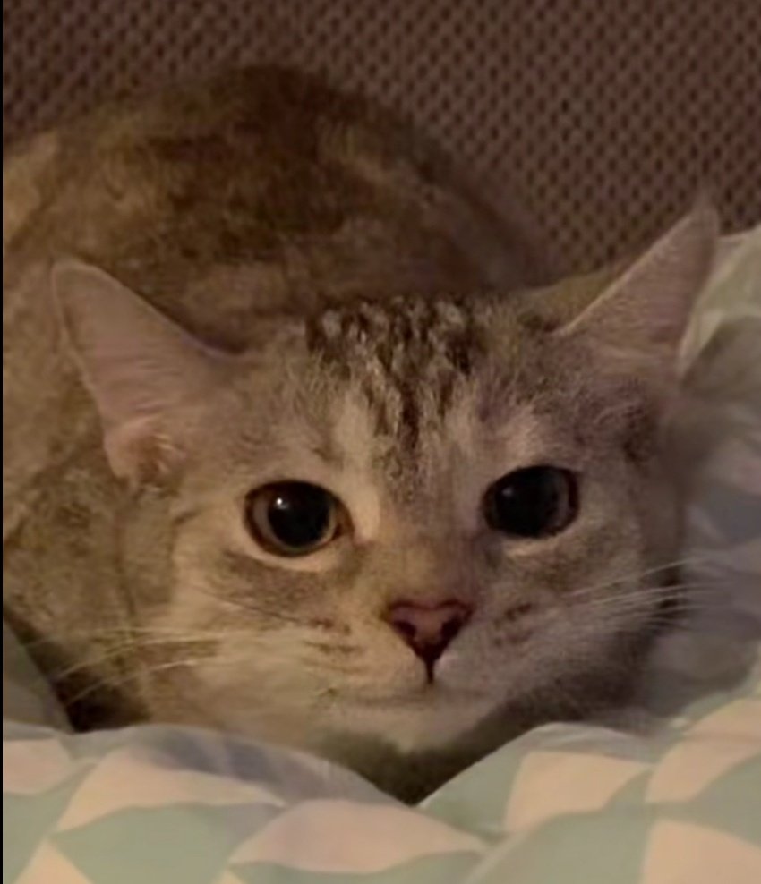 Hidden Street tweet media