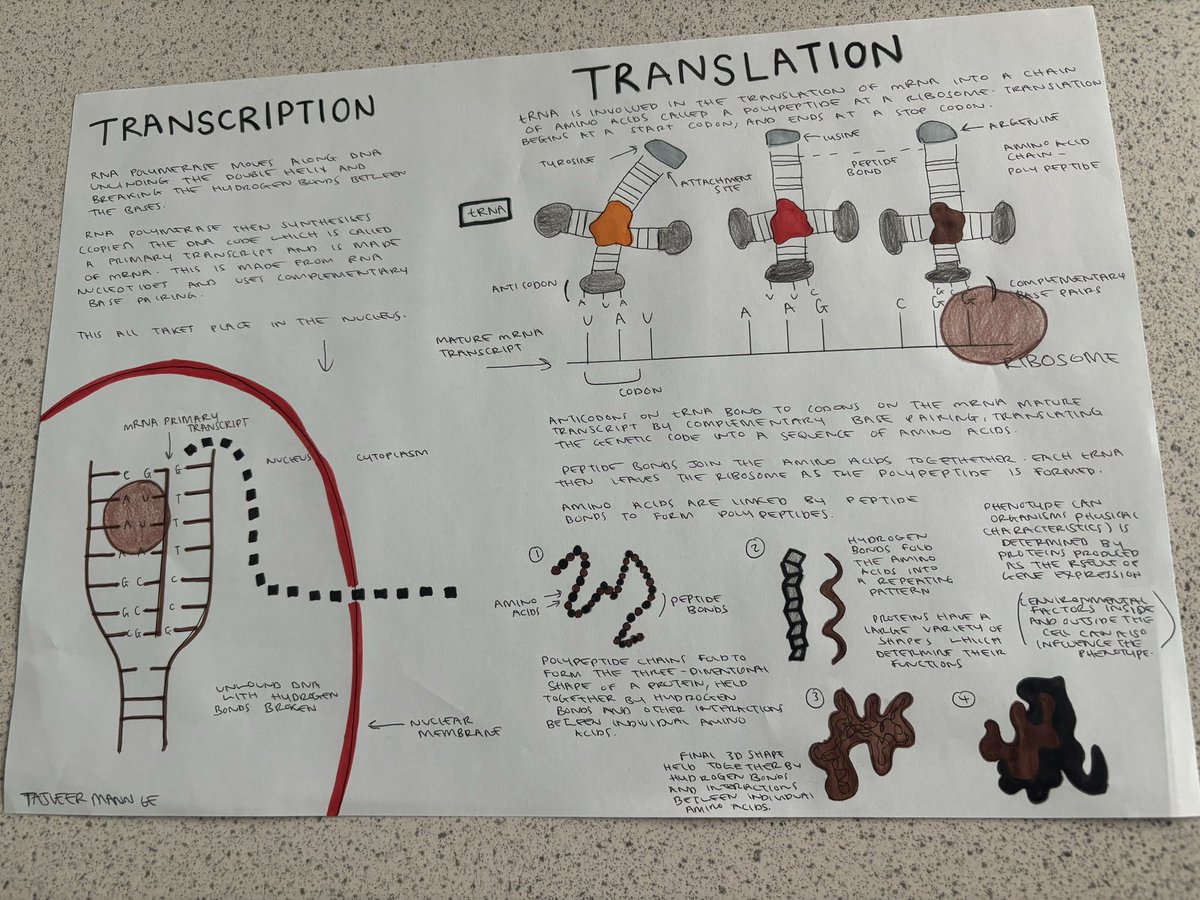 BoclairBiology's tweet photo. Lots of consolidation tasks completed by higher pupils this week to strengthen their knowledge of gene expression! 🧬🧬 @BoclairAcademy https://t.co/8mI1AJQgk0