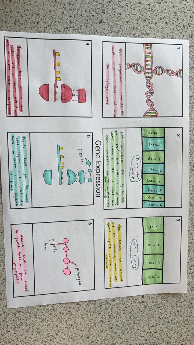 BoclairBiology's tweet photo. Lots of consolidation tasks completed by higher pupils this week to strengthen their knowledge of gene expression! 🧬🧬 @BoclairAcademy https://t.co/8mI1AJQgk0