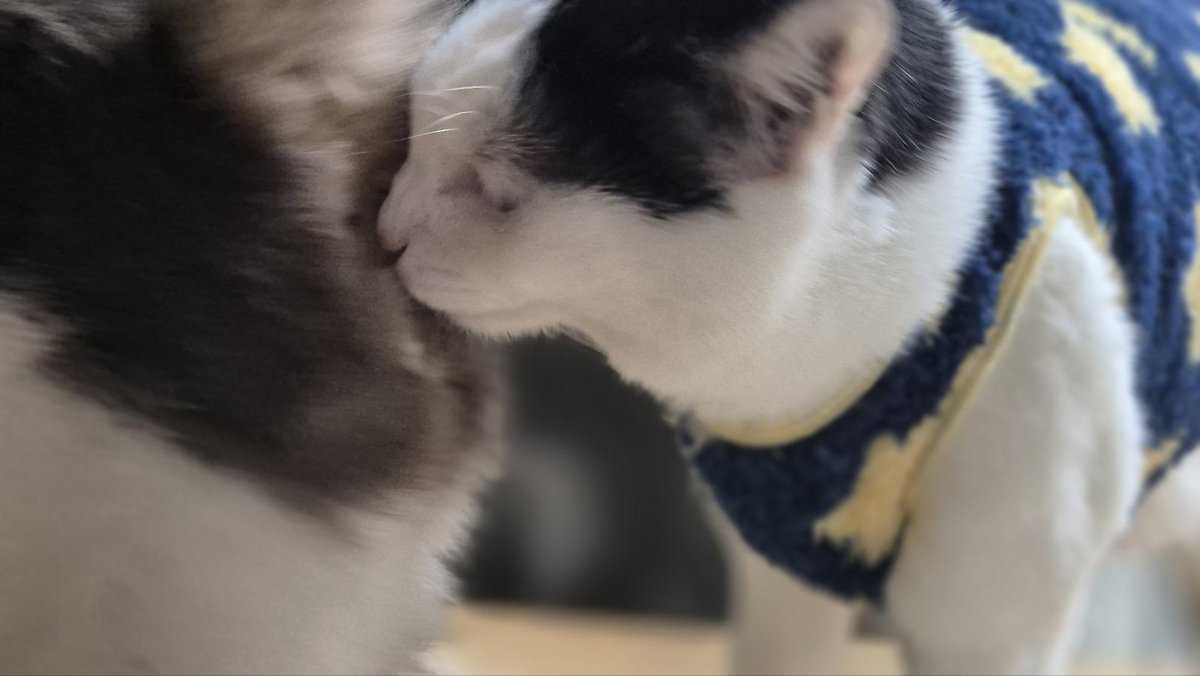 꾸랭이의 은밀한 취미... 말랭이 똥꼬 냄새 맡고 놀라기