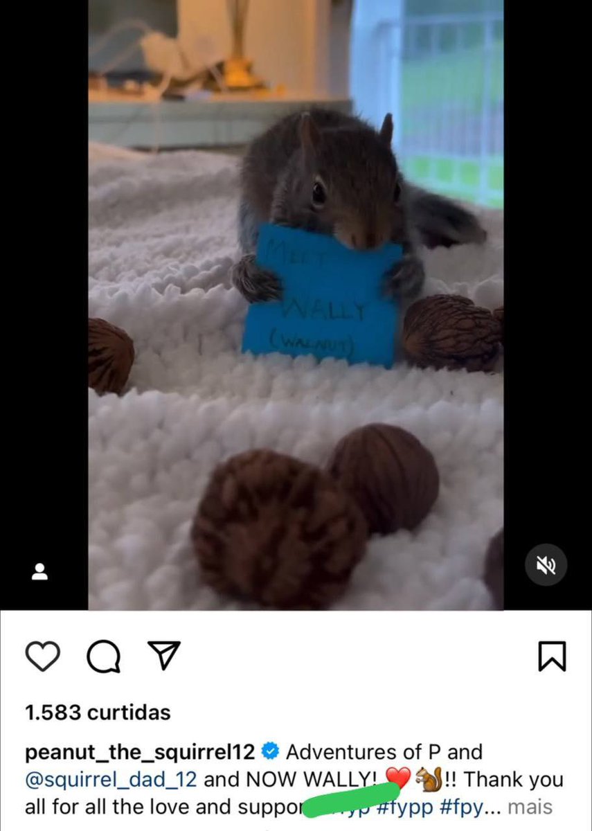 HarryNguyen185's tweet photo. @elonmusk Corruption, abuse of power, that killed little PNUT. WALLY will get justice for his brother
#SAVEWALLY #VOTETRUMP https://t.co/ps3ZAqJPG9