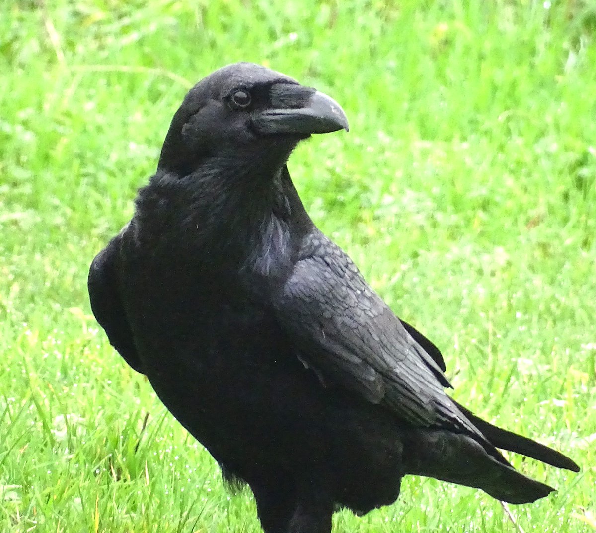 MarburyBirds tweet media