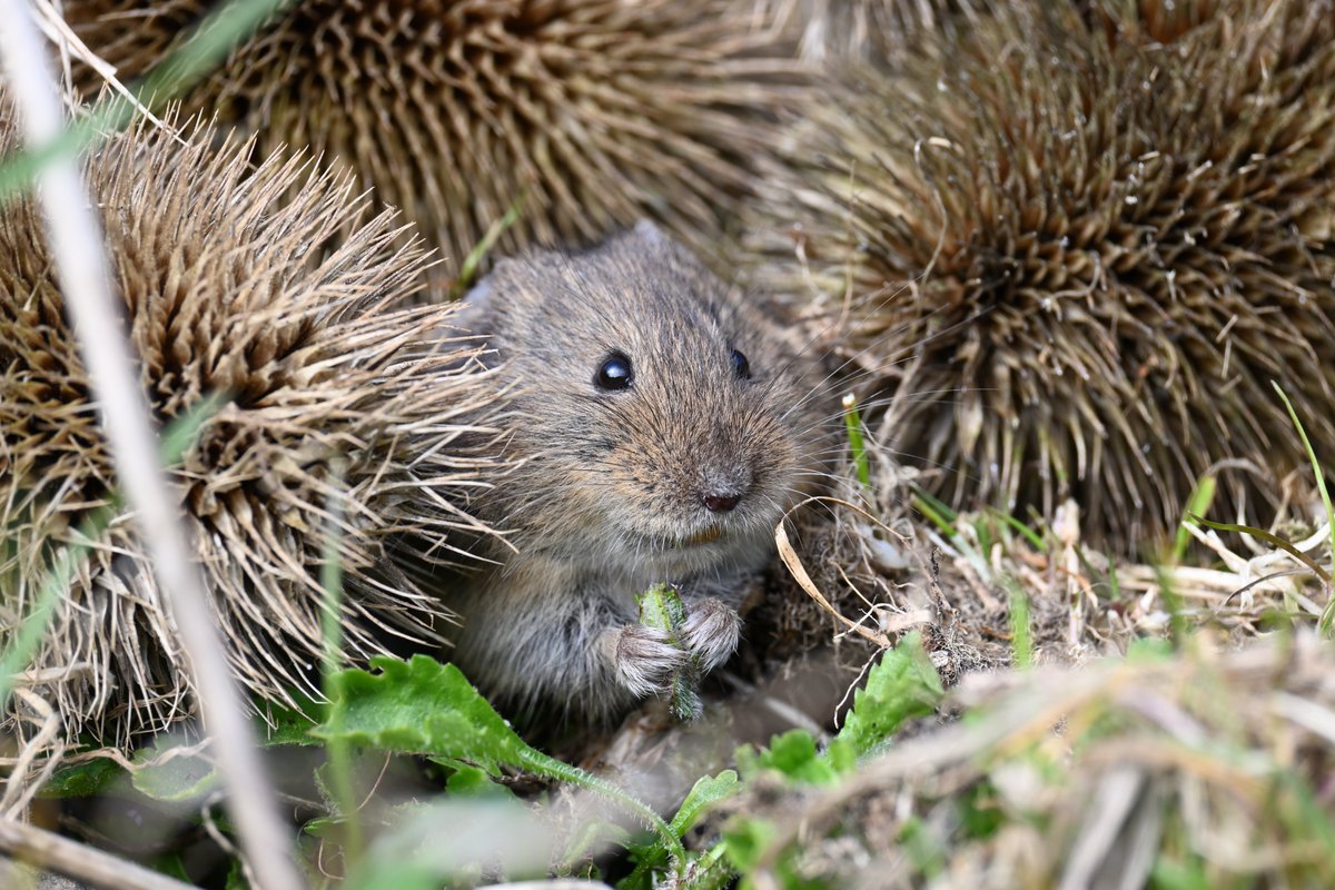 Discover Animals (@dscvranimals) on Twitter photo 📸 Adam Hough
A partnership between <a href="/Natures_Voice/">RSPB</a>, <a href="/NatureScot/">NatureScot</a> and <a href="/OrkneyCouncil/">Orkney Islands Council</a>, the Orkney Native Wildlife Project is fighting to protect the islands’ rare & increasingly threatened wildlife populations.
discoveranimals.co.uk/news/conservat…
#rspb #nature #wildlife #orkney #conservation 📸 Adam Hough
A partnership between <a href="/Natures_Voice/">RSPB</a>, <a href="/NatureScot/">NatureScot</a> and <a href="/OrkneyCouncil/">Orkney Islands Council</a>, the Orkney Native Wildlife Project is fighting to protect the islands’ rare & increasingly threatened wildlife populations.
discoveranimals.co.uk/news/conservat…
#rspb #nature #wildlife #orkney #conservation