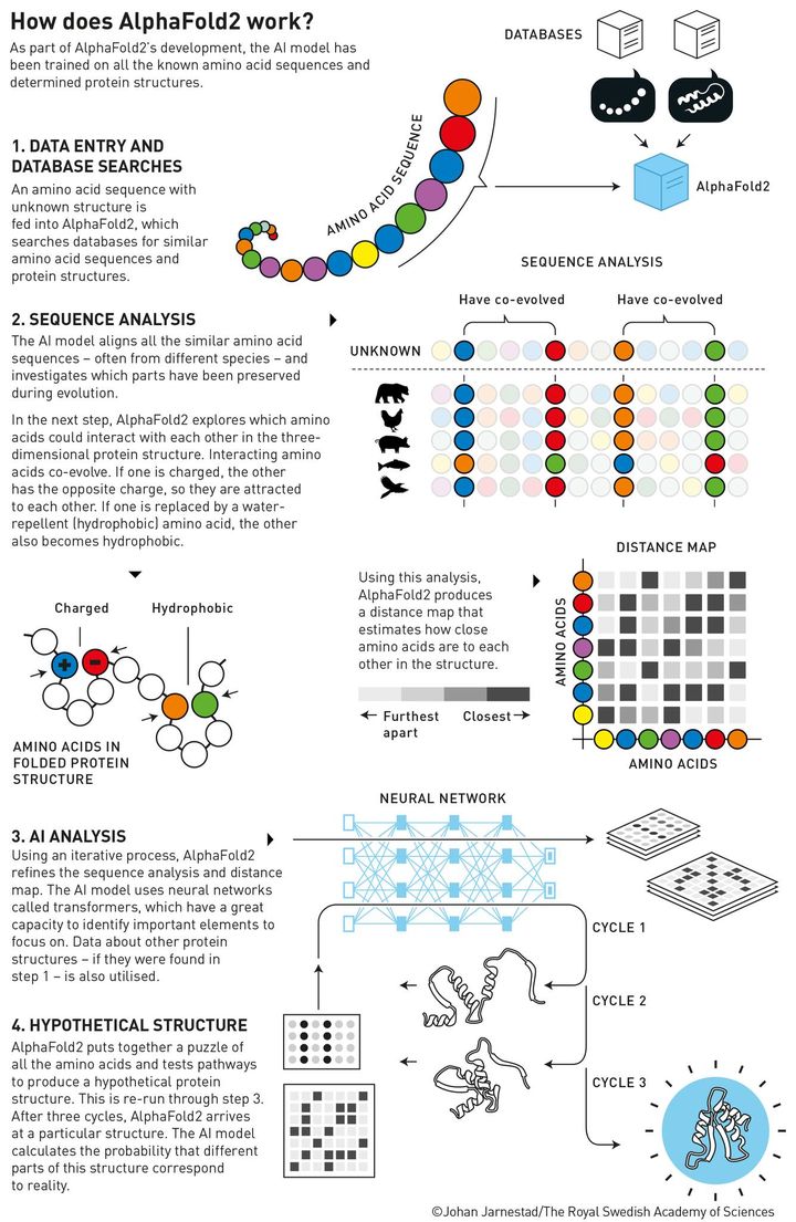 Demis Hassabis and John Jumper, the 2024 Nobel Prize laureates in chemistry, have developed an AI model to solve a 50-year-old problem: predicting proteins’ complex structures.

In 2020, Hassabis and Jumper presented an AI model called AlphaFold2. With its help, they have been