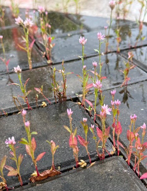 sen taşa döndüm zannedersin kalbin birden çiçek açar