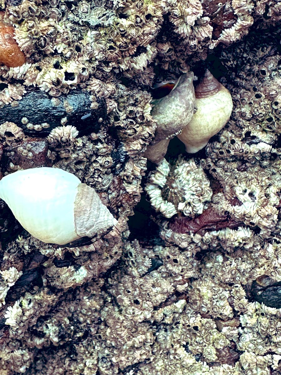 SkylarkArtist's tweet photo. Creatures of the sea…
Dog whelks, a Limpet family, anemone 
#LowTideinTwilight #GairlochBeach #coastal #treasure #seashells #dogwhelk #seasnail #limpet #anemone #rock #rockpool 
🐚🐚🐚🪸 https://t.co/H2RRtmUGZz