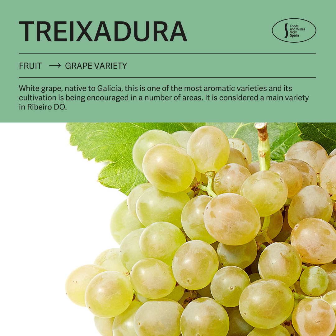 FoodWineSpain's tweet photo. What Does #Galicia Taste Like? 🍇
Beyond the well-known #Godello and #Albariño grapes, #Treixadura is the most common variety in Galicia.
Have you tried it yet?
👉https://t.co/XRsjrWEl2M
#foodsandwinesfromspain https://t.co/GxzbIjy7TF