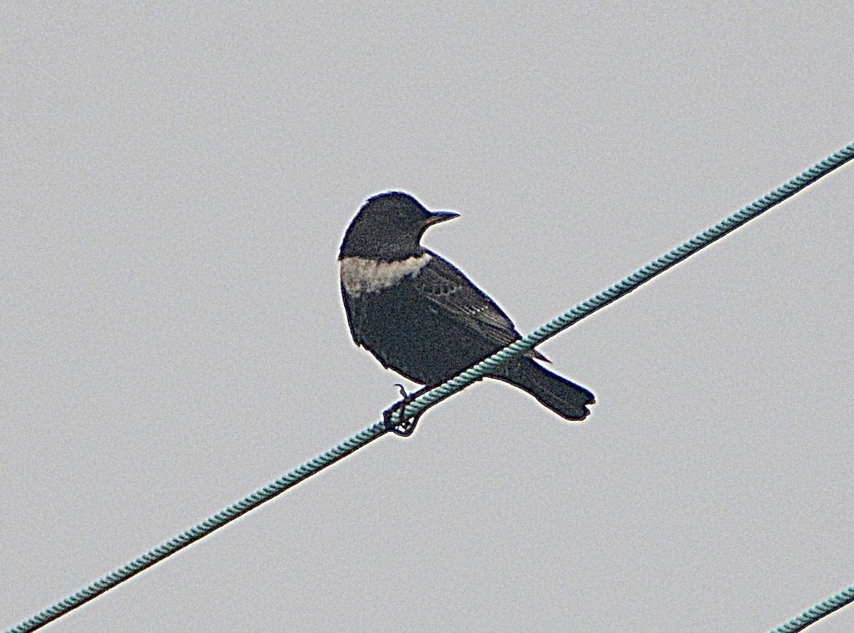 Terence Baker (@terencebakerhnn) on Twitter photo Right place, right time for a Ring ouzel yesterday morning at Dungeness. It sat on electricity wires for a minute or two before flying to the lighthouse garden, not to be seen again. The @kentishplover group saw it. Very nice to catch up with them. <a href="/ChrisGi99428237/">Chris Gillard</a> Right place, right time for a Ring ouzel yesterday morning at Dungeness. It sat on electricity wires for a minute or two before flying to the lighthouse garden, not to be seen again. The @kentishplover group saw it. Very nice to catch up with them. <a href="/ChrisGi99428237/">Chris Gillard</a>