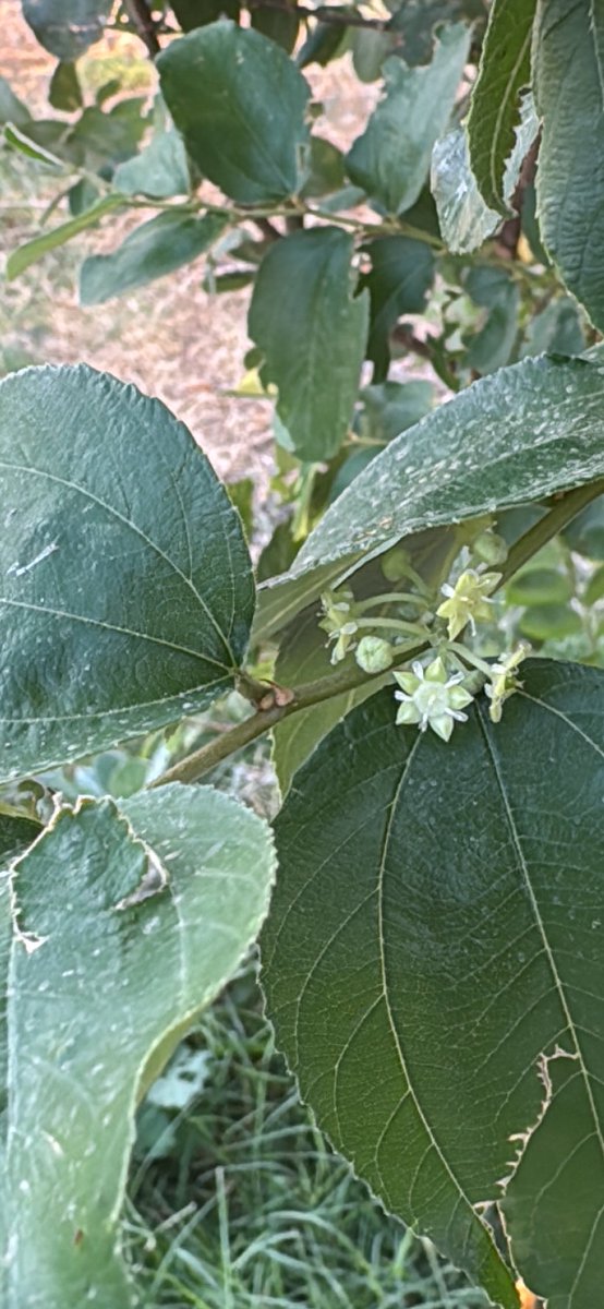 منذ تأسيس الرابطة، نرى أول الأزهار للأشجار المزروعة ضمن (برنامج إعادة القرض وبرنامج إهداء السدر التفاحي).
بفضل الله، أصبحت عبارة "الدوداء بلا قرض"من الماضي، وستأخذ الطبيعة مجراها من خلال الانتشار الطبيعي للبذور، وسيتم الانتقال إلى برنامج آخر تُعاد فيه إحدى الأشجار الخمس المنقرضة.