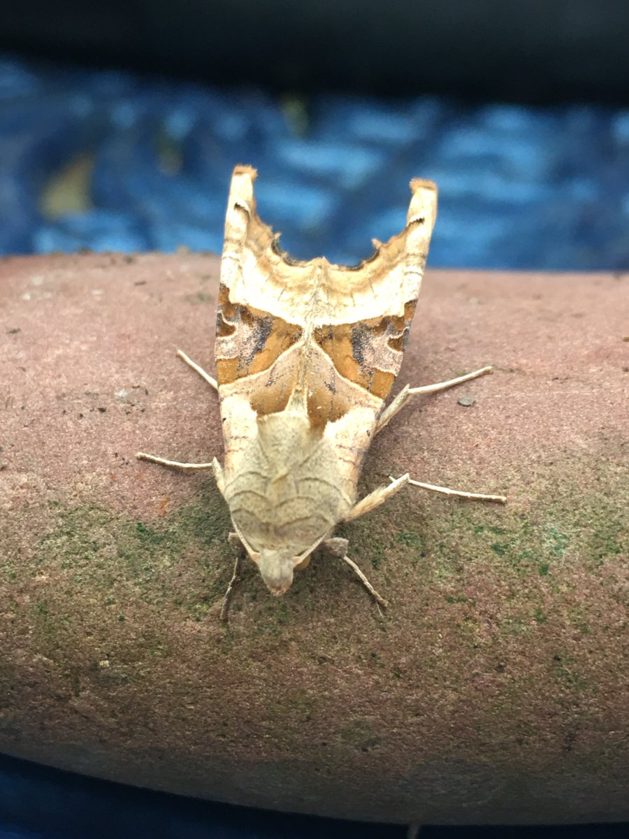 OwainGabb's tweet photo. Best from the trap of 03/11 were olive-tree pearl, dark sword-grass. Others included angleshades, black rustic, flounced chestnut. Langland #Gower #MothTrapping https://t.co/GYZgb6eVRc