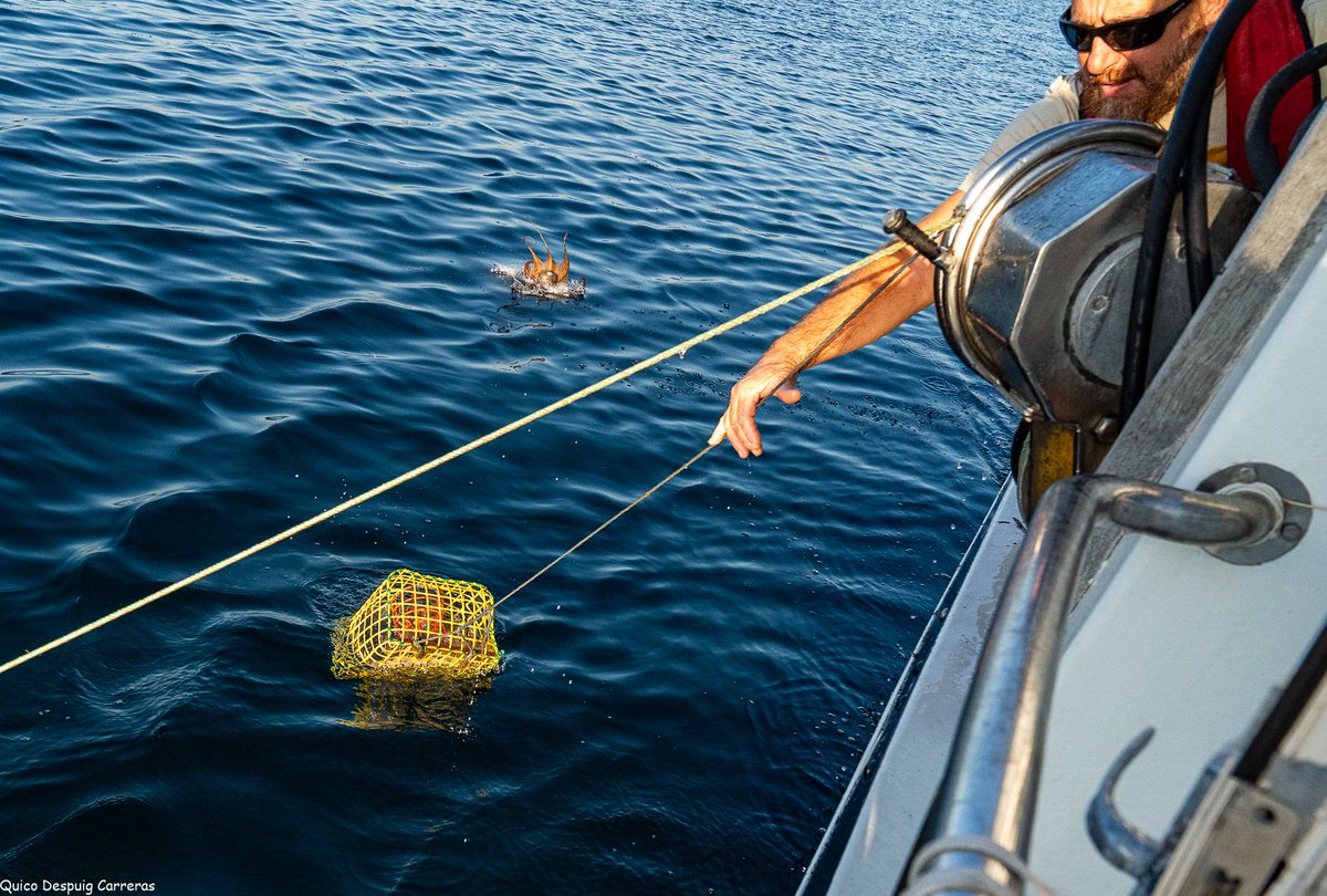 El #IEO revela nuevos datos sobre la biología y la pesca del pulpo en Baleares 🐙

🔗 tinyurl.com/2d5enr44

#PESCAPOP #MARFISH #FEMPA #MEDITS #FOGAIBA #PlandeRecuperación #NextGenerationEU