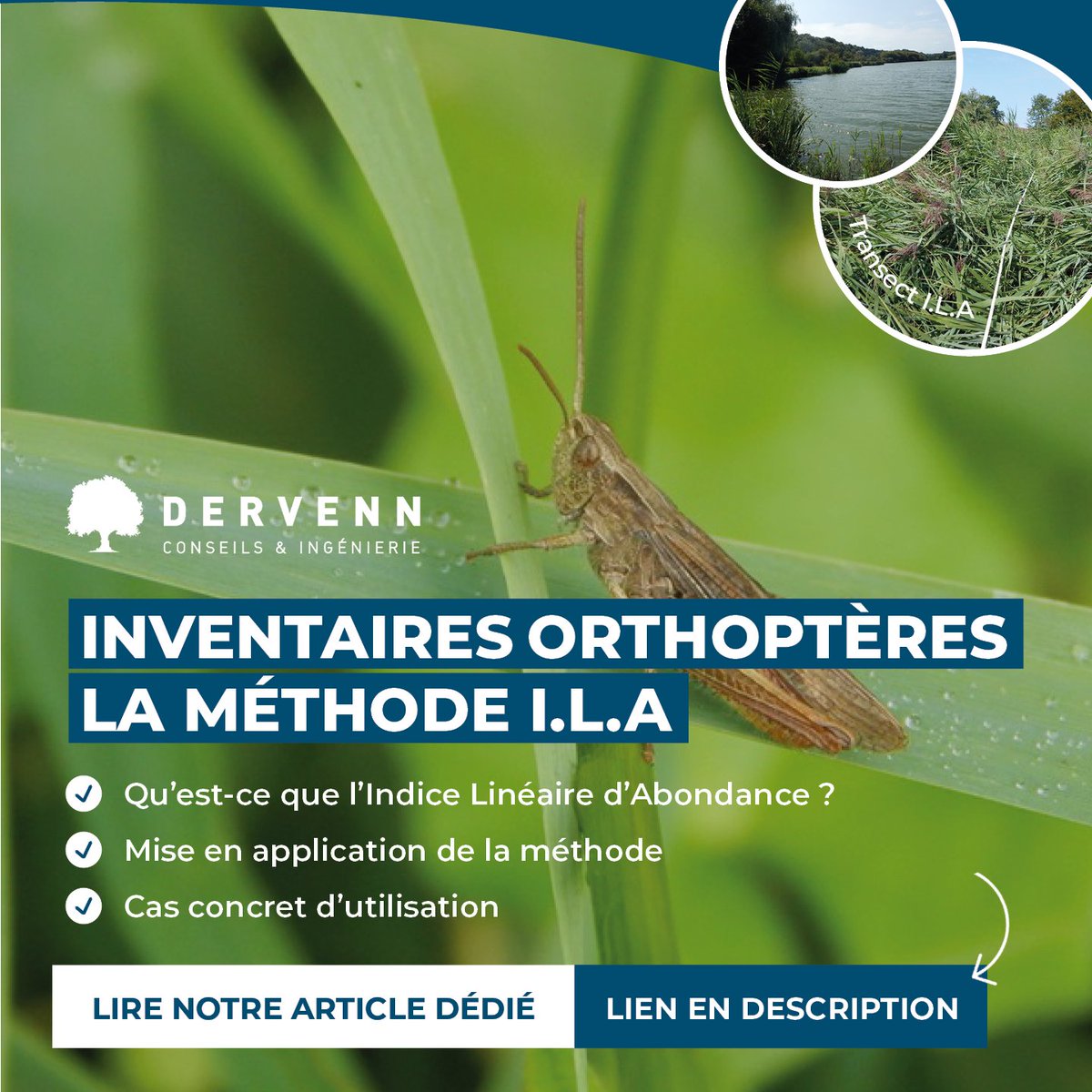 Pour identifier et compter les sauterelles, criquets et grillons, les naturalistes peuvent mobiliser la méthode de l’Indice Linéaire d’Abondance (ILA) lors des inventaires orthoptères menés en milieux ouverts : dervenn.com/inventaires-or…