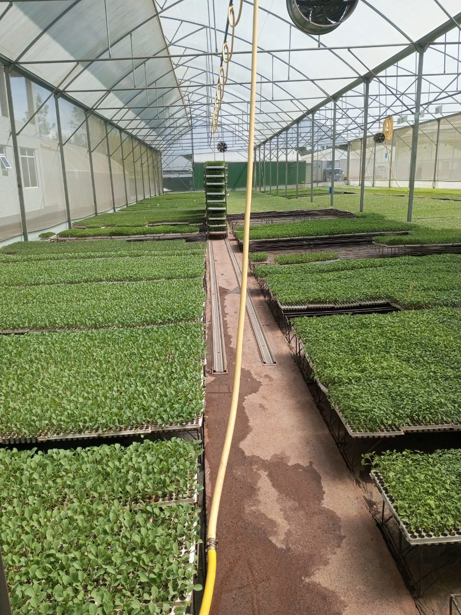 Simlaw_Seeds's tweet photo. ๐๐๐๐๐๐ ๐ ๐ฌ๐๐๐๐ฅ๐ข๐ง๐ ๐ฌ!
Investing time in raising healthy cabbage seedlings ultimately leads to higher quality and quantity, increased disease resistance, and greater overall profitability.
Gloria F1.
#seedlings
#simlawseeds 0794 546935
Growpact KENYA https://t.co/EnzG5mCdR9