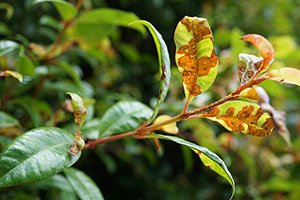 EPPO OEPP (@epponews) on Twitter photo 🚨 Austropuccinia psidii (Myrtle rust) back on the EPPO Alert List
eppo.int/ACTIVITIES/pla…
Removed in 2003, it's now re-added due to its spread, expanded host range, and new aggressive strains. This aims to raise NPPO awareness on its risks in trade
 #PlantHealth 🚨 Austropuccinia psidii (Myrtle rust) back on the EPPO Alert List
eppo.int/ACTIVITIES/pla…
Removed in 2003, it's now re-added due to its spread, expanded host range, and new aggressive strains. This aims to raise NPPO awareness on its risks in trade
 #PlantHealth