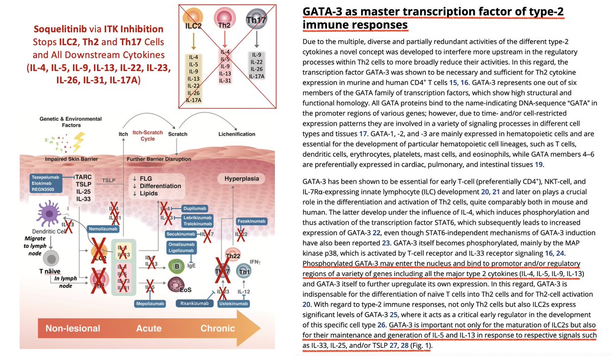 HOThomasWPhelps's tweet photo. $CRVS oral #ITK inhibitor #soquelitinib large potential in #atopicdermatitis ($15B/y) + #asthma ($25B/y).
Lowering #GATA3 ⬇️
- Stops production #Th2 + #ILC2 cells
- Lowers ALL Th2 cytokines #IL4 #IL5 #IL9 #IL13 #IL31
- Dampens response to alarmins #IL25 #IL33 #TSLP https://t.co/N0VokQbKCo