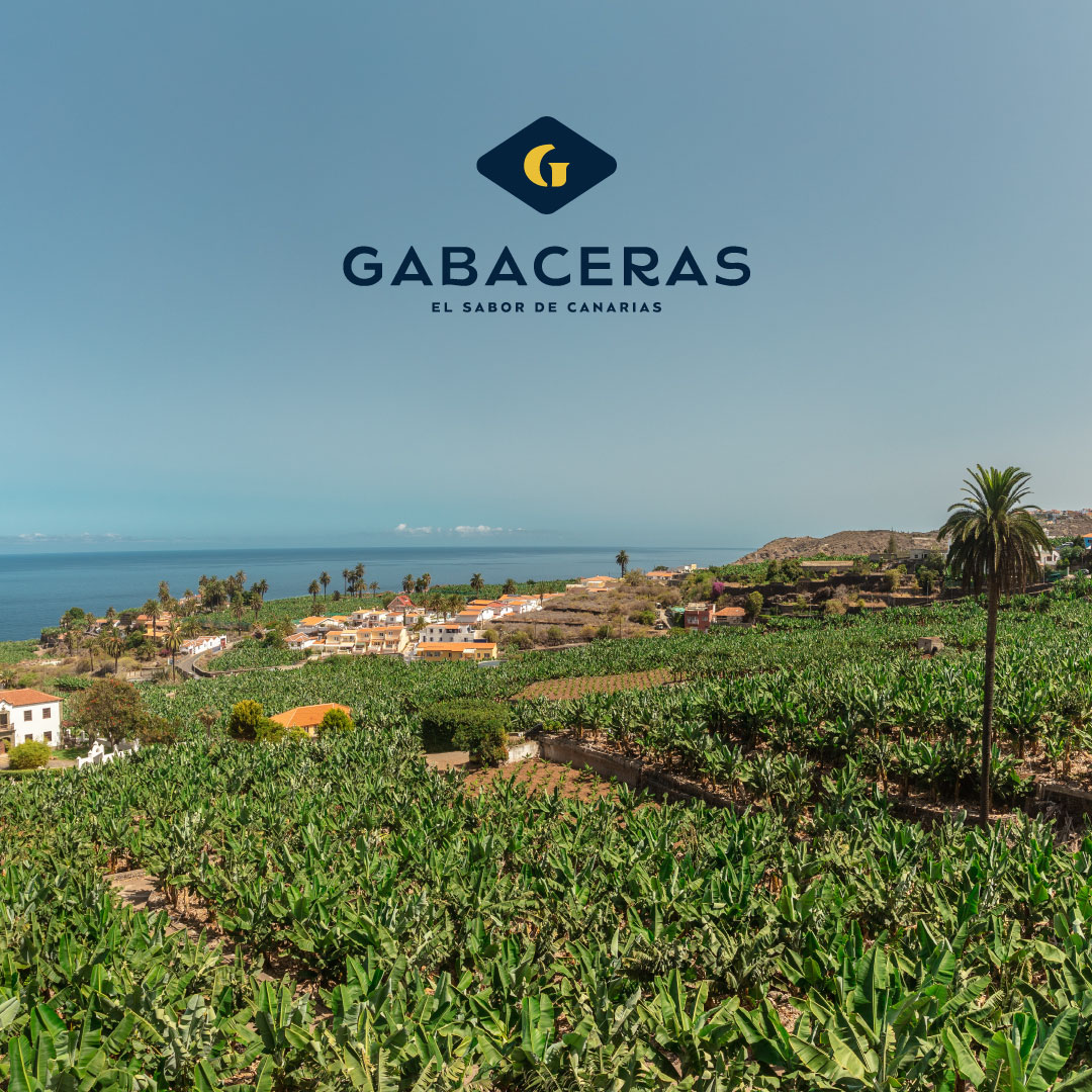 Aquí, en nuestras fincas de #Tenerife, #LaPalma y #ElHierro crecen nuestros #Gabaceras. Gracias al clima subtropical de las #IslasCanarias y a los altos estándares de calidad mantenidos por nuestros #agricultores, nuestro #plátano se distingue por su sabor dulce y textura 🍌🍌.
