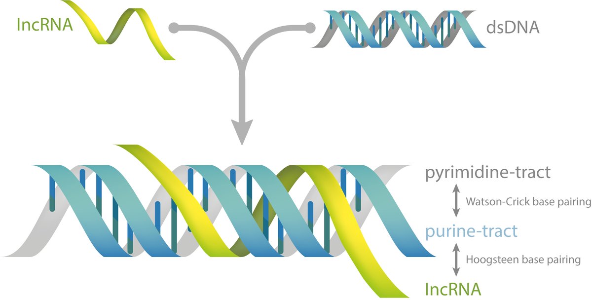 LeibnizHKI's tweet image. ☎️🔔 Here is a fresh hypothesis for you! 💡💭 Our researchers from @LeibnizHKI and @UniJena propose #RNA #triplexes as a tool for microbial communication. 📡🧬 Could microbes manipulate host genes this way?
  
Follow the scientists’ idea in @mbiojournal: doi.org/10.1128/mbio.0…